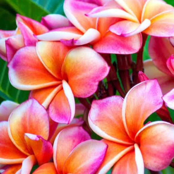 Meet your Posher, Stephany - Picture 1 of 1